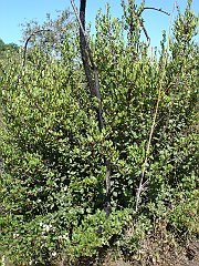 rhamnus ilicifolia